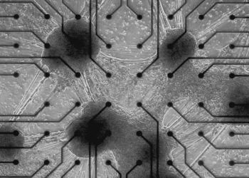 startup-constroi-data-center-neuronios-humanos