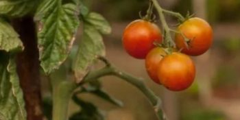 syngenta-lanca-herbicidas-brasil-2026