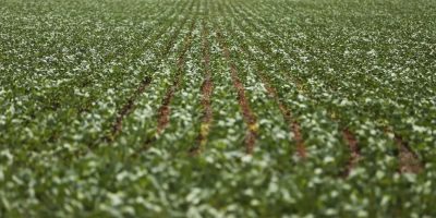 ufmg-desenvolve-fertilizantes-organicos