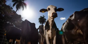 União Europeia oficializa veto à carne brasileira em setembro