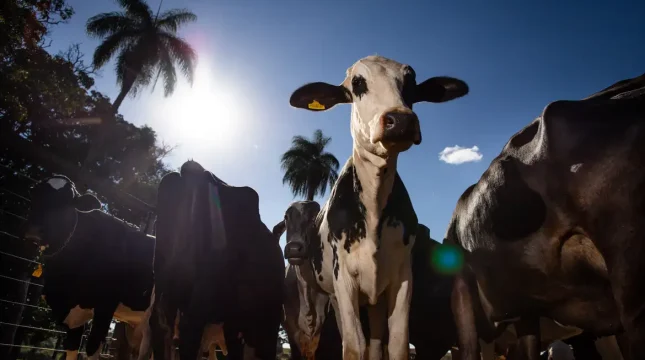 União Europeia oficializa veto à carne brasileira em setembro