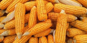 Venda antecipada de milho cresce em Mato Grosso